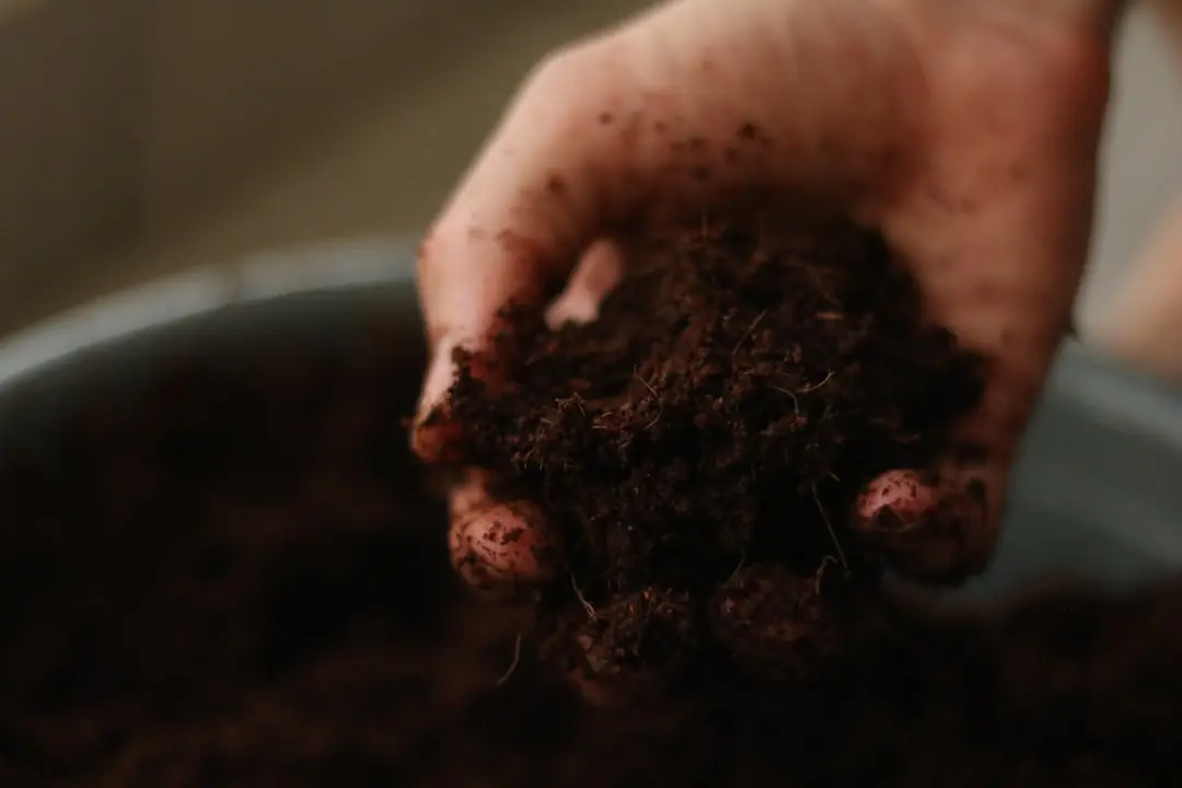 Main prélevant de la terre à 5 cm de profondeur près de jeunes plants paillés dans un potager français