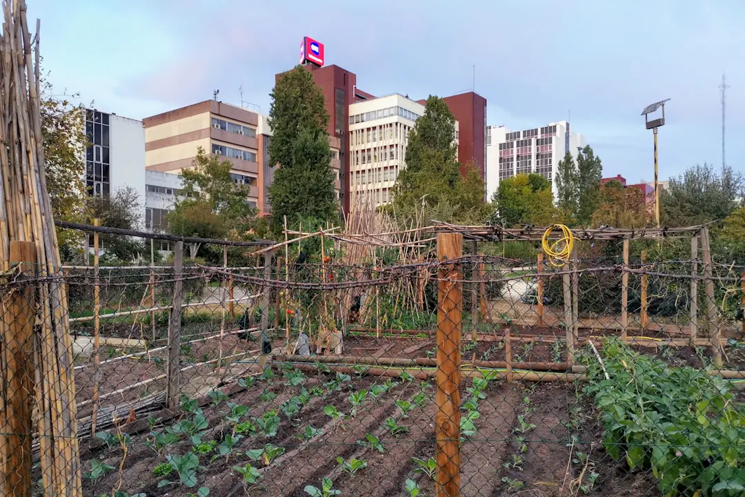 Parcelles potagères collectives paillées, avec salades, tomates et allées enherbées sous le soleil