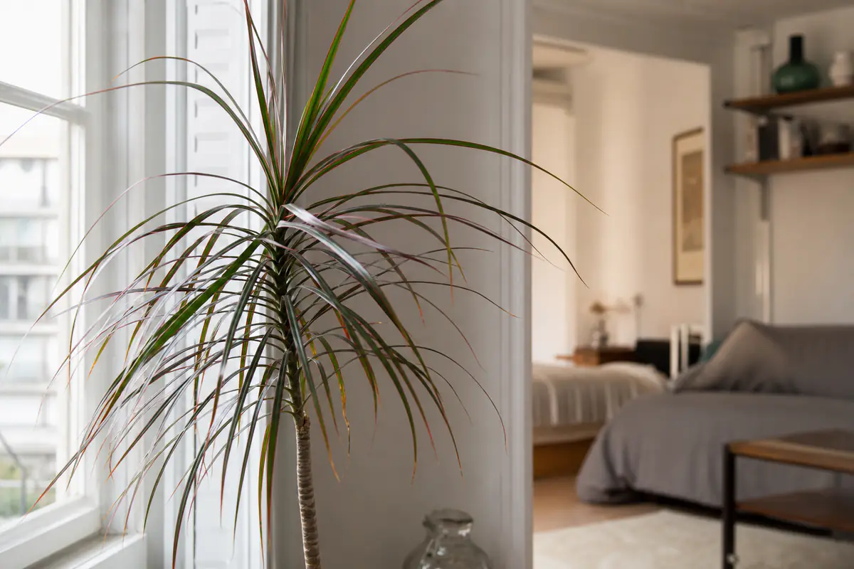Dracaena marginata aux longues feuilles arquées dans un intérieur français, quelques pointes légèrement brunies