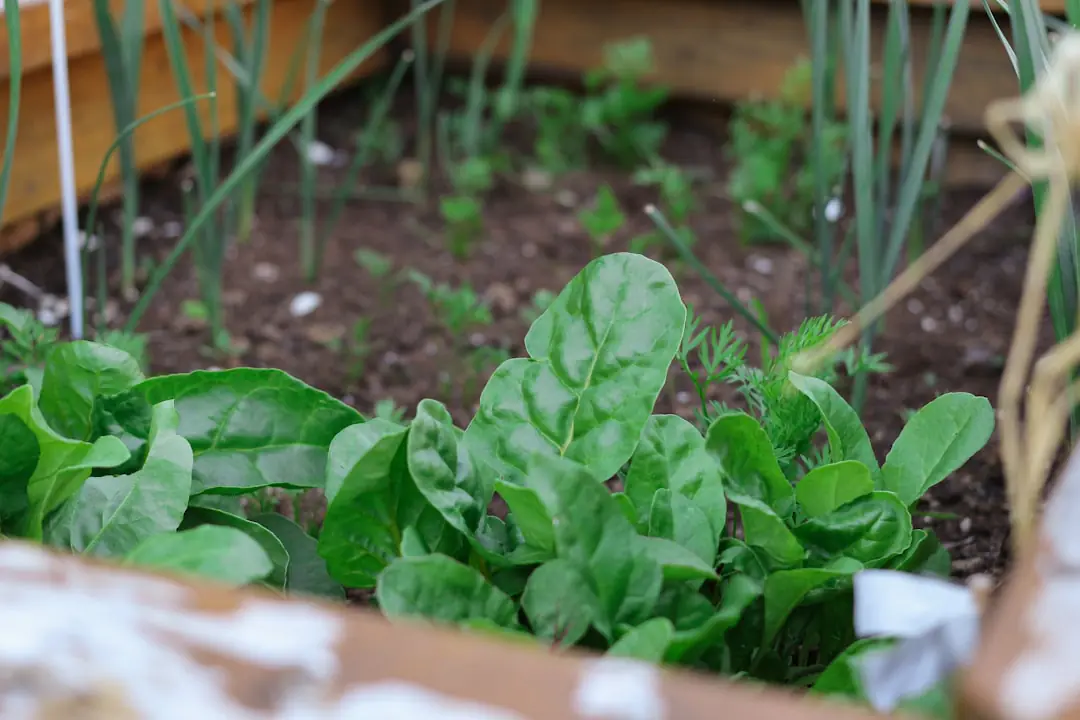 Potager familial en carrés près d’une maison, avec tomates, salades et aromatiques prêts à récolter