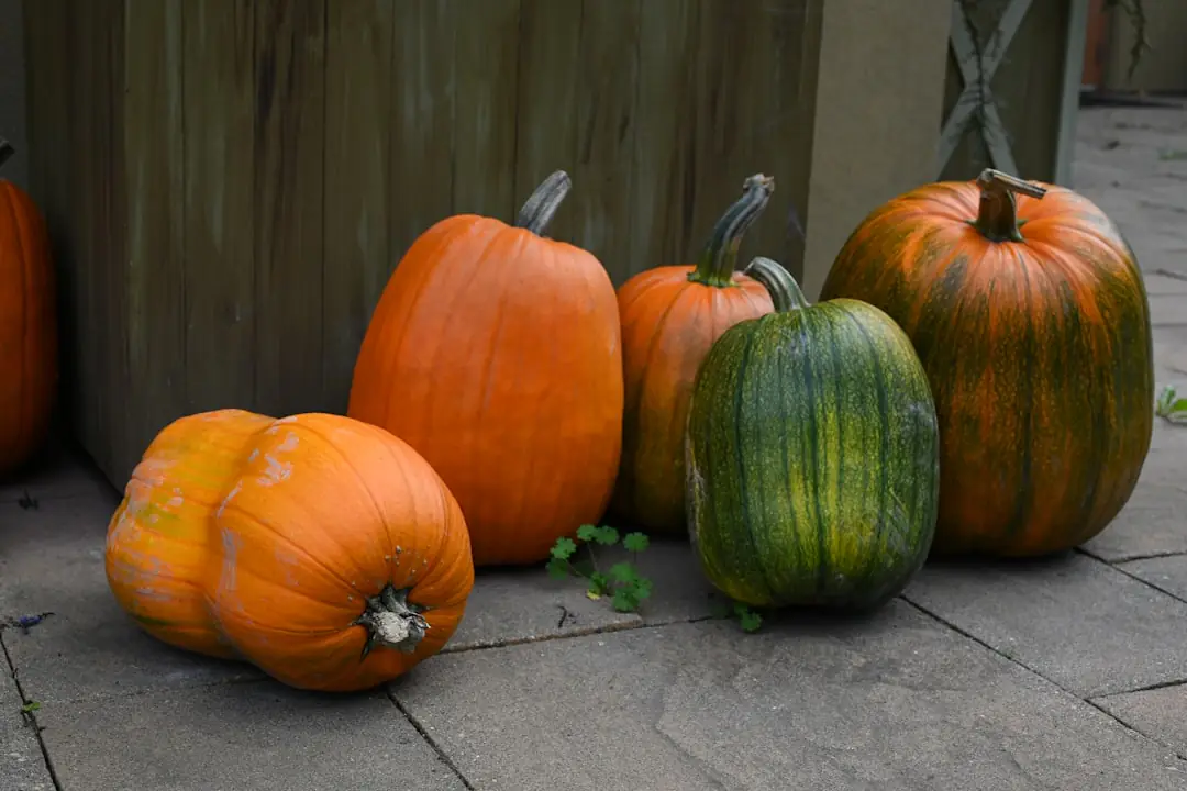 Potager français en automne avec rangs de mâche, ail planté, paillage de feuilles et voile sur arceaux