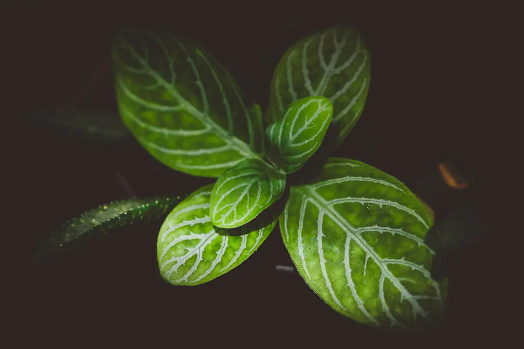 Pot de menthe verte près d’une table de terrasse française, repas couvert, en lumière naturelle d’été.