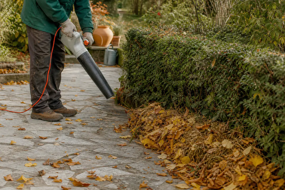 Jardinier utilisant un souffleur filaire sur une allée couverte de feuilles sèches près d’un massif paillé