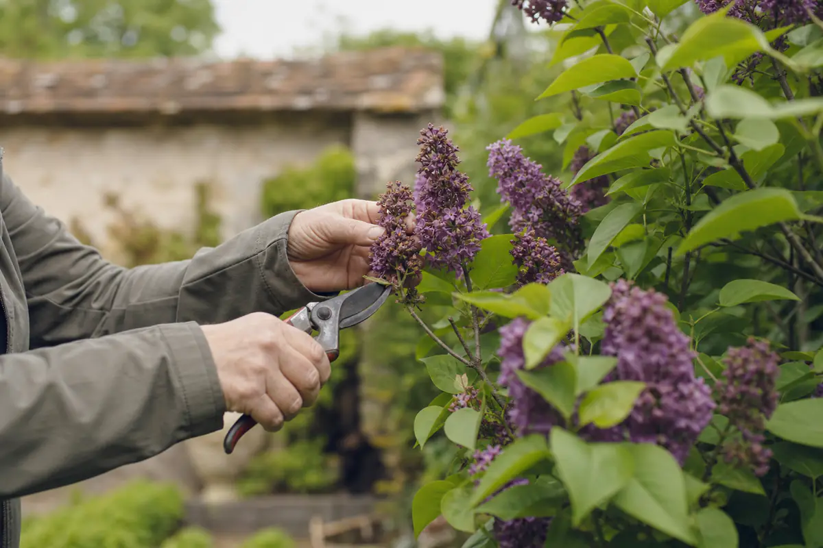 Jardinier taillant les grappes fanées d’un lilas fleuri avec un sécateur propre dans un jardin français en juin