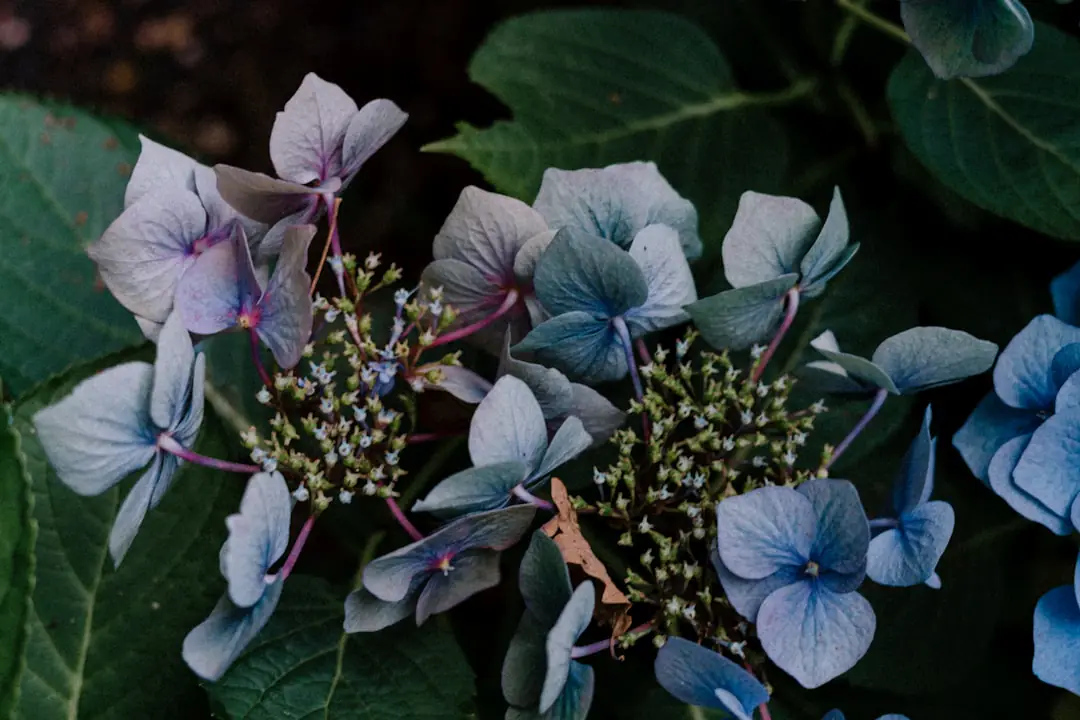 Massif de jardin français en mi-ombre, paillé et fleuri de vivaces, sans hortensia au premier plan