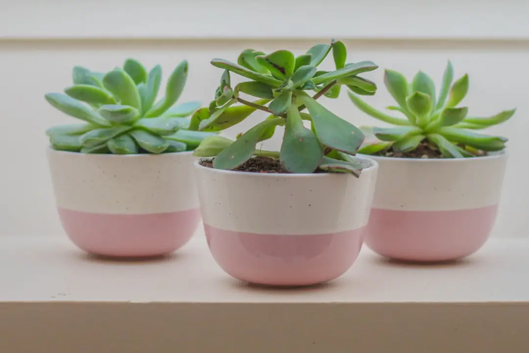 Plante verte d’intérieur retirée d’un cache-pot, montrant un pot percé et une soucoupe vidée après arrosage