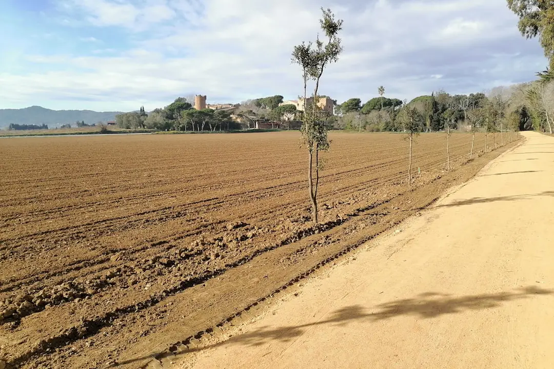 Trois zones de potager en mars avec pommes de terre, bulbilles d’oignon et jeunes fraisiers plantés