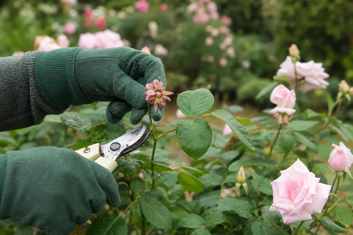 Main gantée coupant une rose fanée juste au-dessus d’une feuille à cinq folioles sur un rosier