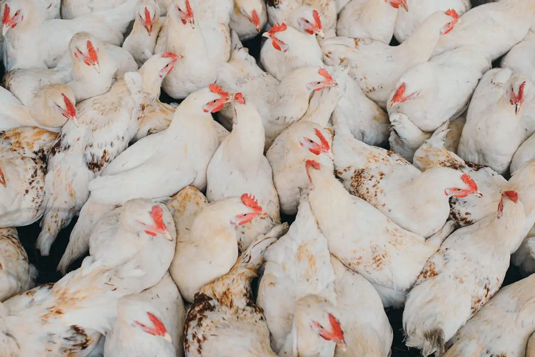 Poule rousse dans un jardin français au printemps, près d’un pondoir propre et d’un nid caché sous une haie