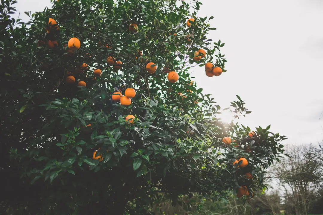 Jardinier pulvérisant un voile d’argile blanche sur un pommier aux fruits exposés pendant une chaude journée d’été