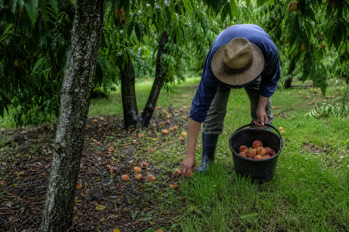 Jardinier ramassant des pêches tombées au pied de pêchers après une pluie dans un verger familial