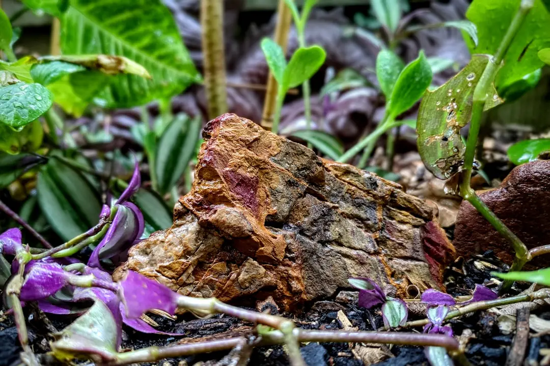 Mains déposant des morceaux de bouchons en liège naturel dans le terreau d'une plante en pot sur une terrasse.