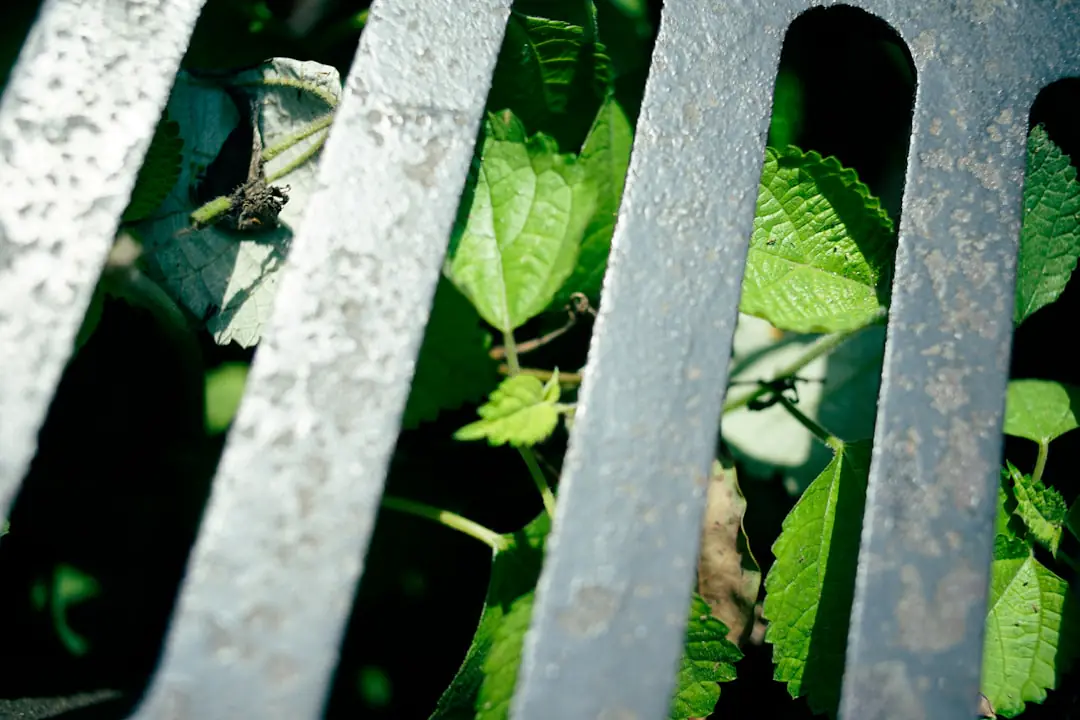 Jeune potager français protégé par un léger treillis de rameaux, avec semis en rangs au printemps