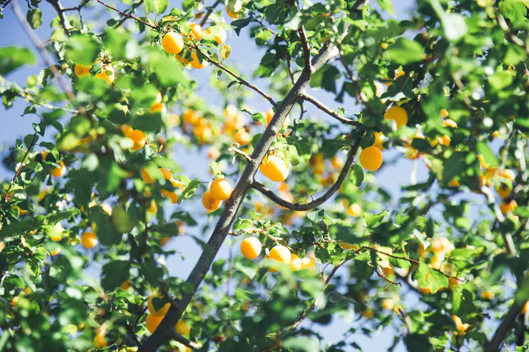 Coquilles d’œufs propres suspendues à des rameaux de cerisier chargé de fruits dans un jardin français