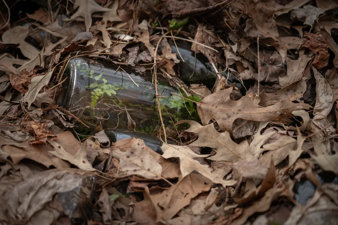 Bouteille en verre retournée, goulot en terre, près de rangs de légumes dans un potager français