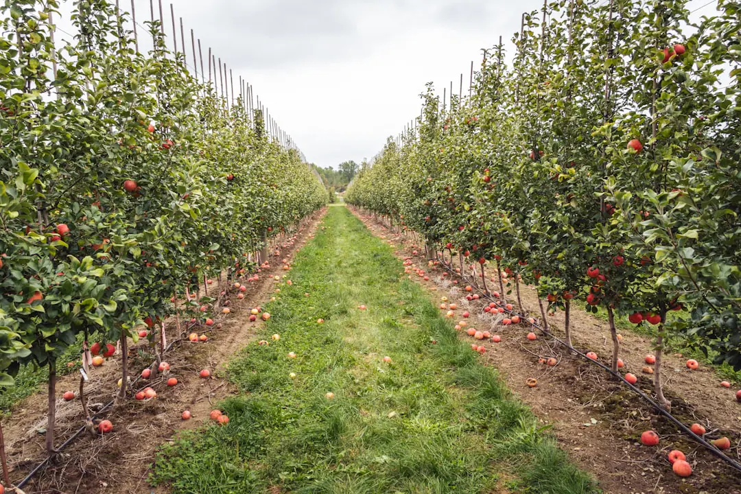 Main d’un jardinier éclaircissant de jeunes pommes vertes sur une branche de pommier dans un verger familial