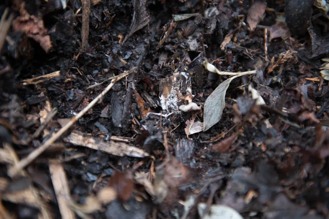 Plant de tomate tuteuré dans un potager français, entouré de compost mûr et d’un paillage de paille
