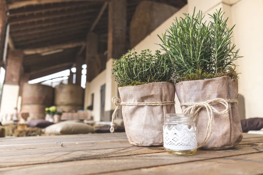Romarin et lavande plantés en bordure d’une entrée de maison, dans un sol clair et en plein soleil