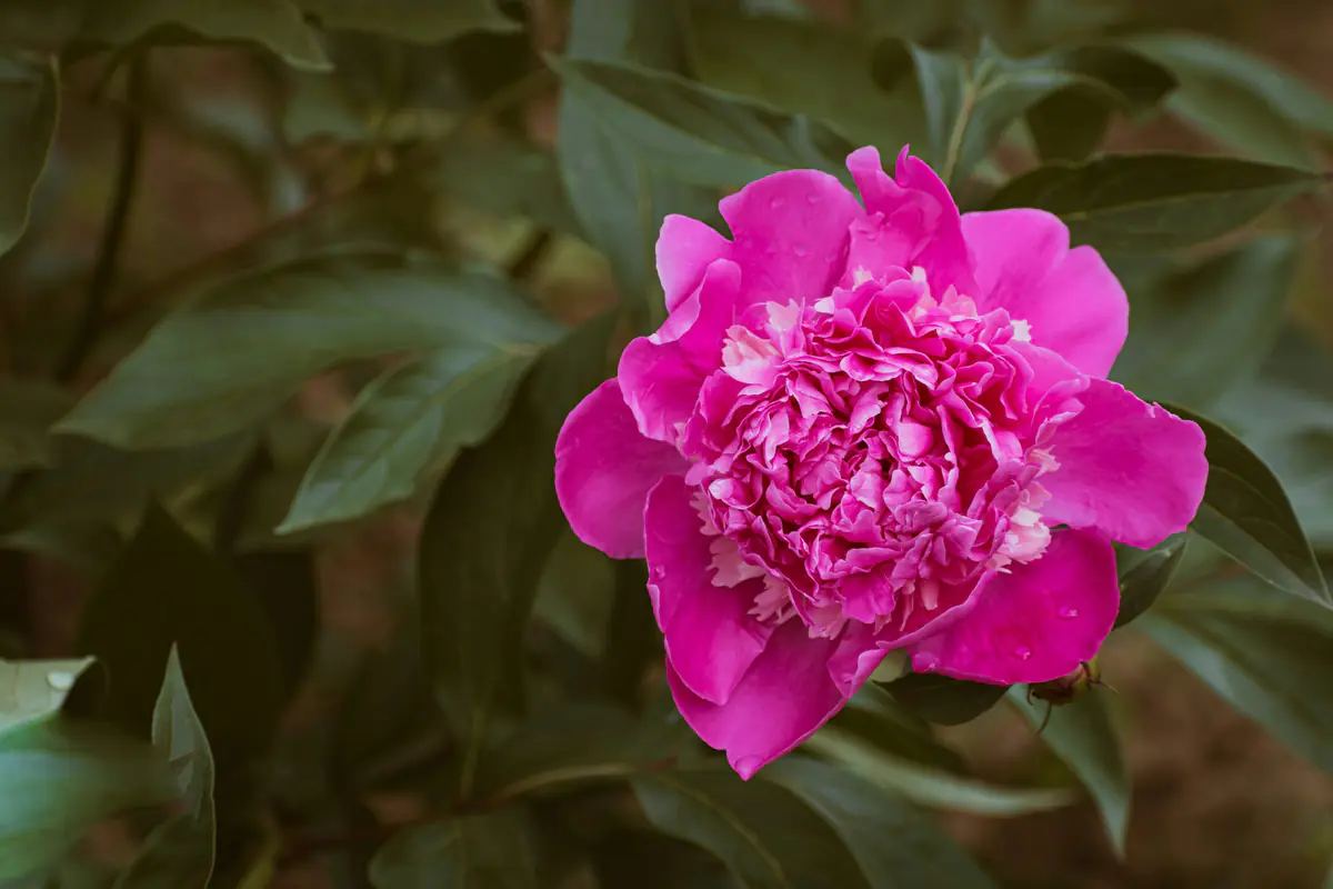 Pivoine herbacée rose en pleine floraison dans un jardin français ensoleillé, avec feuillage sain et sol paillé.