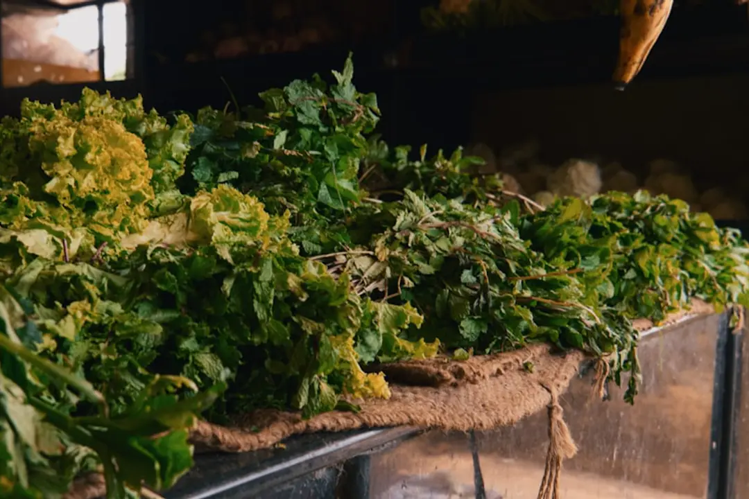 Potager français en lasagna gardening, avec couches de carton, feuilles, compost et jeunes plants au printemps