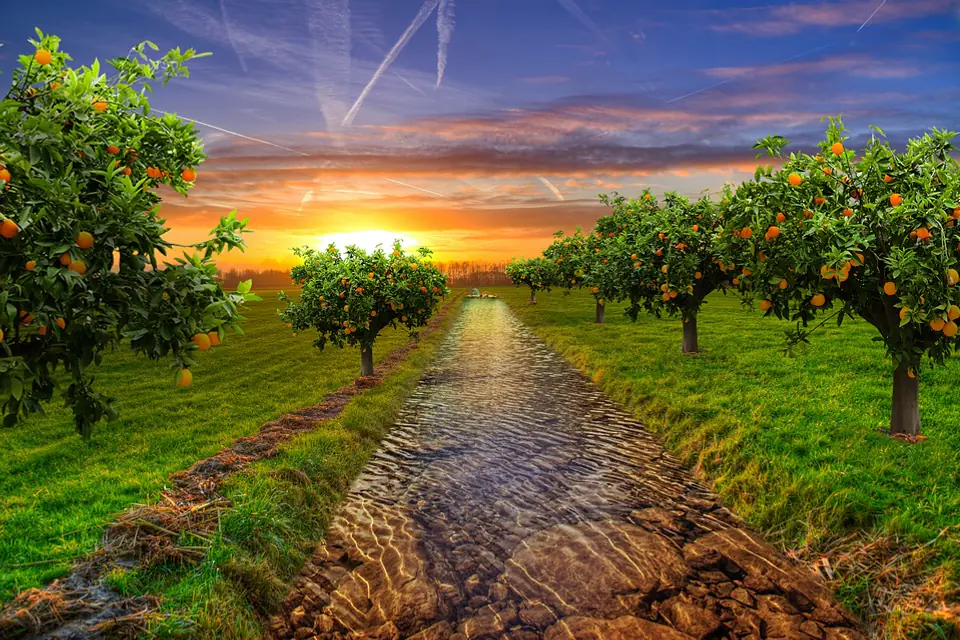Jardinier retirant des fruits momifiés d’un pommier avec un sécateur propre dans un verger familial en automne