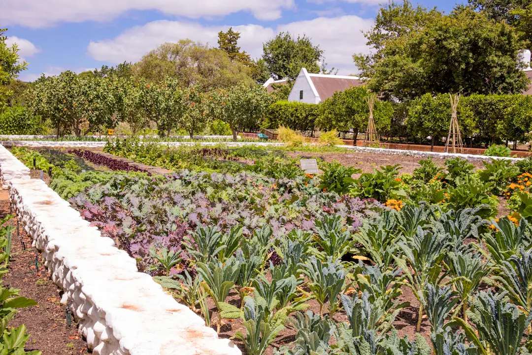 Potager d’été en rangs paillés avec tomates, courgettes et arrosage au pied dans un jardin français