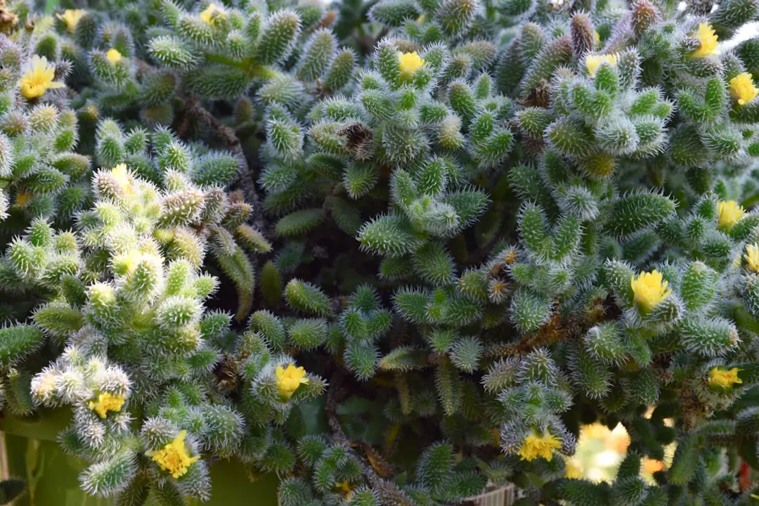 Jardinière choisissant des arbustes et vivaces sains dans une pépinière au printemps, avec un plan de massif en main