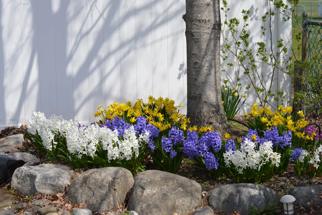 Jardin de printemps français avec planches potagères paillées, jeunes plants protégés et outils posés au sol