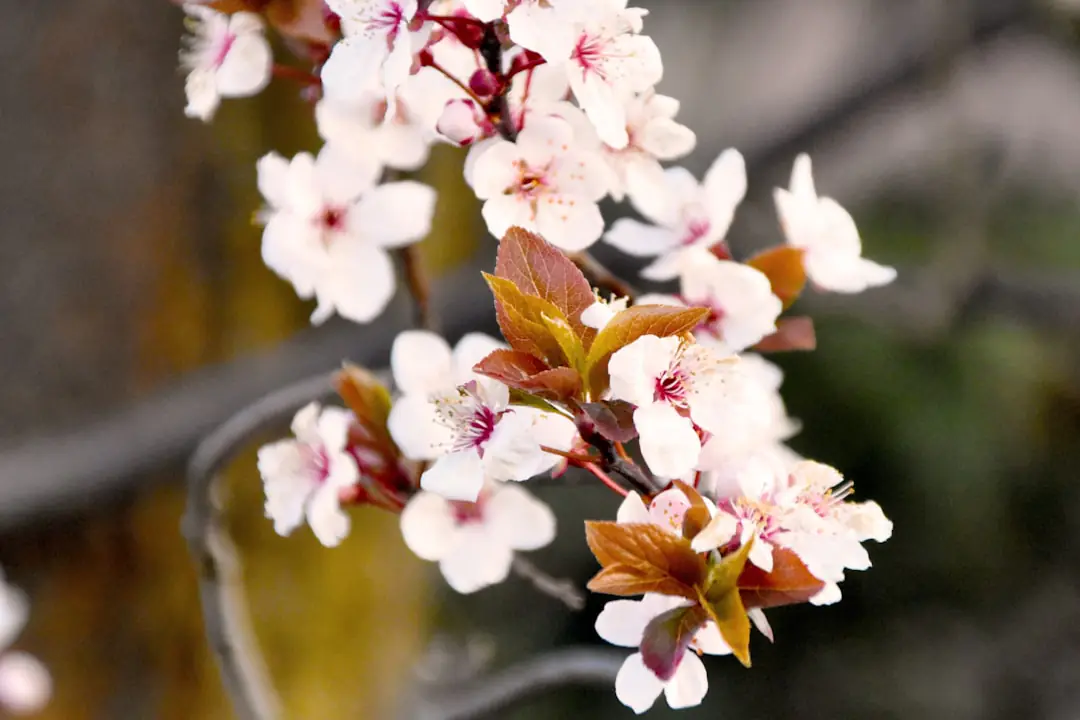 Cerisier couvert de fleurs blanches dans un jardin français, avec paillage organique dégagé autour du tronc