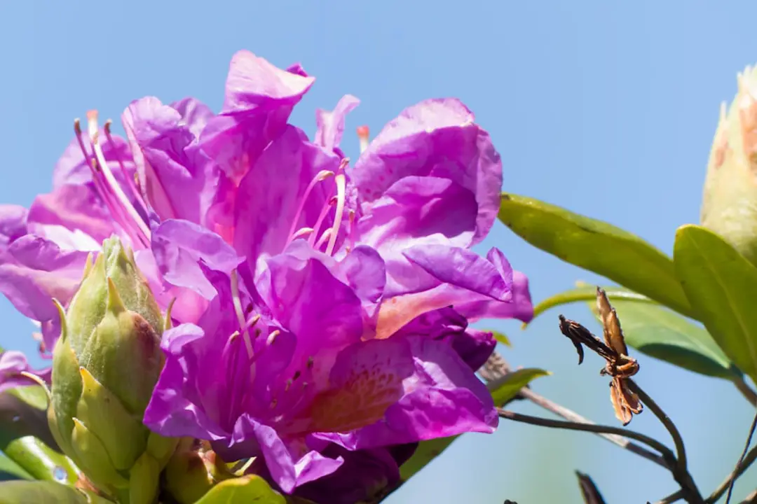 Bouquet de fleurs coupées dans un vase en verre propre, posé dans un intérieur lumineux sans soleil direct