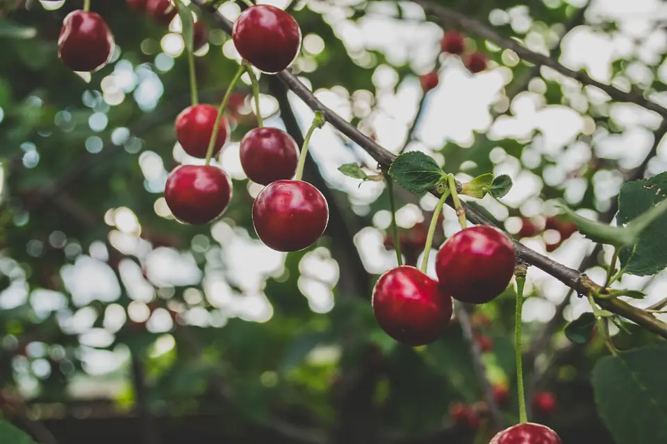 Pommier de jardin français entretenu, avec fruits sains et jardinier retirant des fruits momifiés au sol