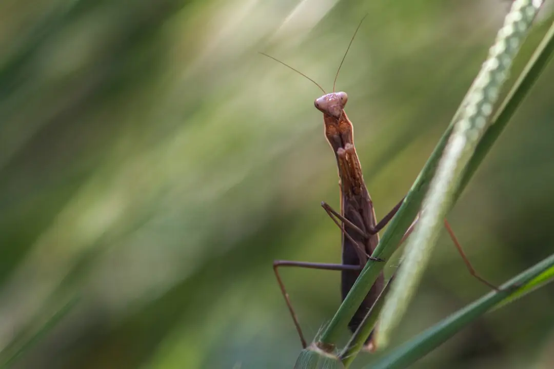 Jardin français au printemps avec bande fleurie, arbustes à baies, point d’eau peu profond et abeille butinant