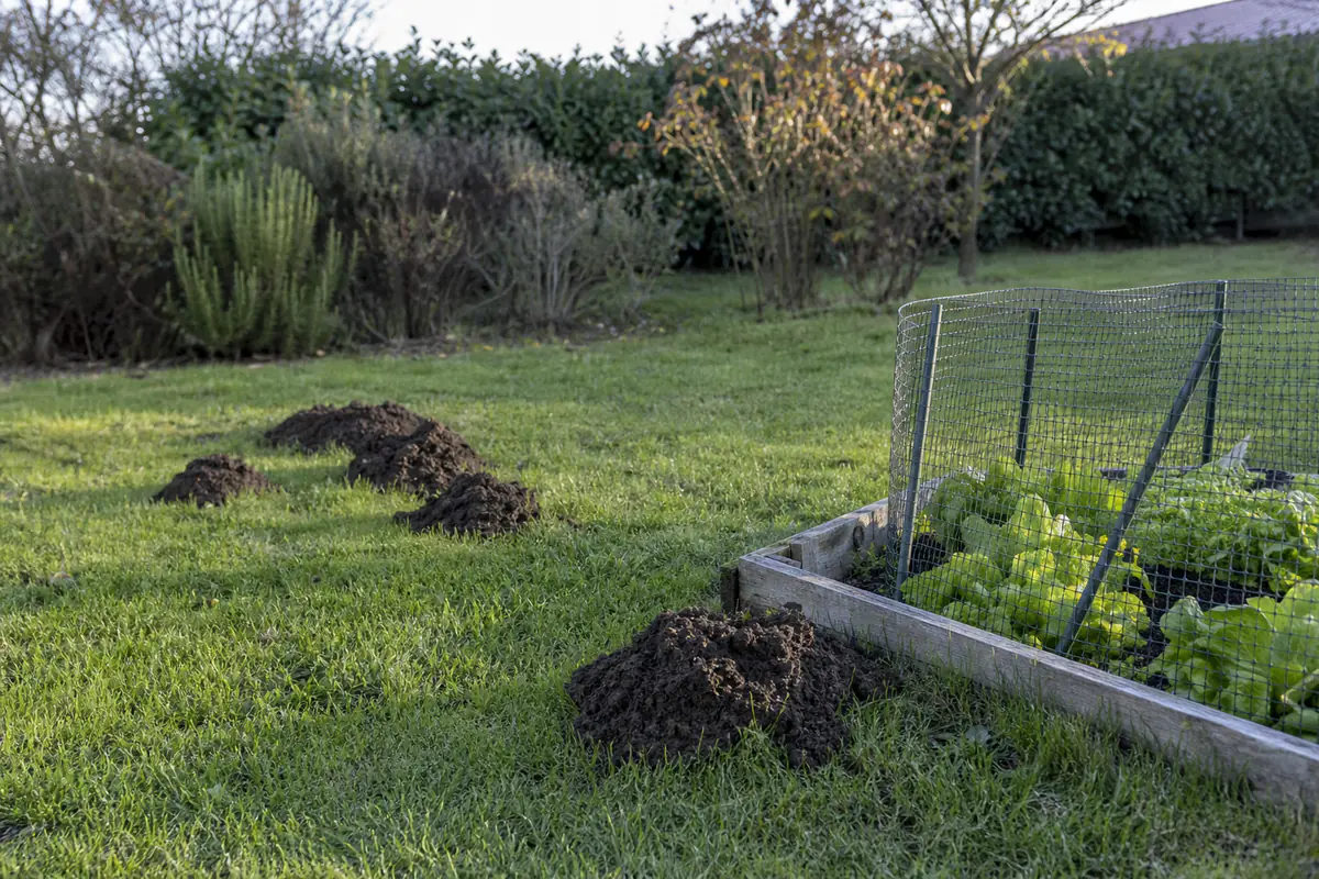 Taupinières fraîches dans une pelouse de jardin français, près d’un potager protégé par un grillage enterré