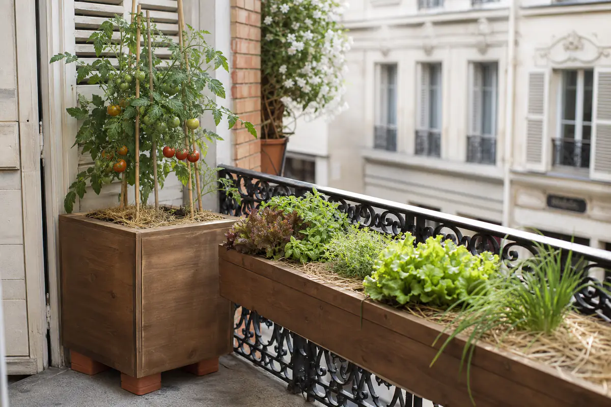 Bacs en bois de différentes profondeurs sur un balcon, plant de tomate et jardinière de salades au premier plan