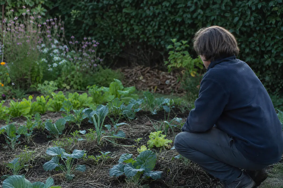 Jardinier observant des plantations paillées et espacées dans un potager familial au naturel