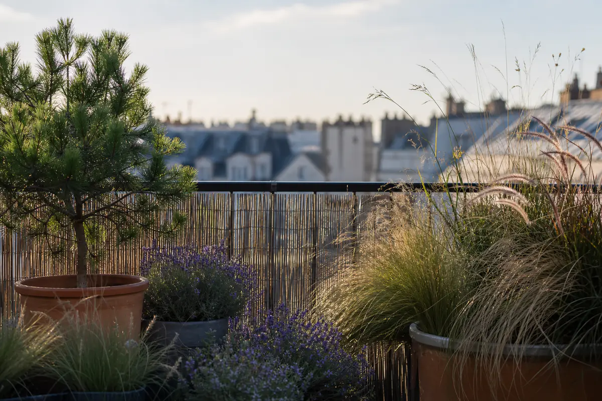 Balcon d’immeuble planté de graminées et de lavandes derrière un brise-vent ajouré en roseau, lumière du matin