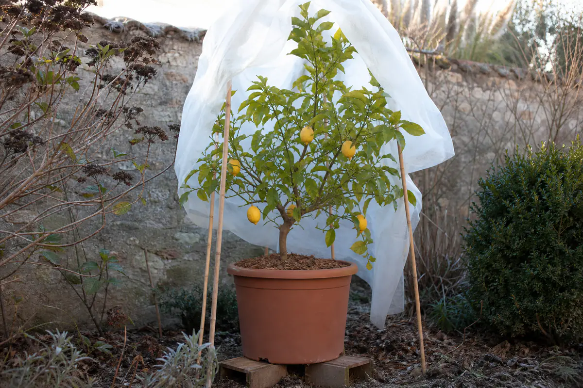 Citronnier en pot protégé par un voile d’hivernage devant un mur ensoleillé dans un jardin français
