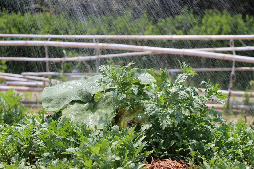 Jardinière arrosant doucement le sol au pied d’arbustes paillés avant une nuit de gel au jardin