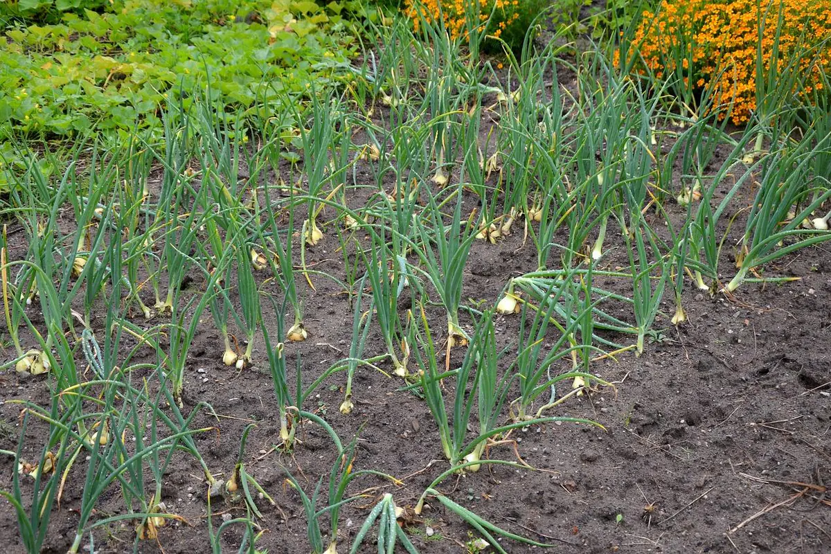 Épandage d’un fumier bien mûr sur une planche de potager vide, avec fourche et paillage en automne