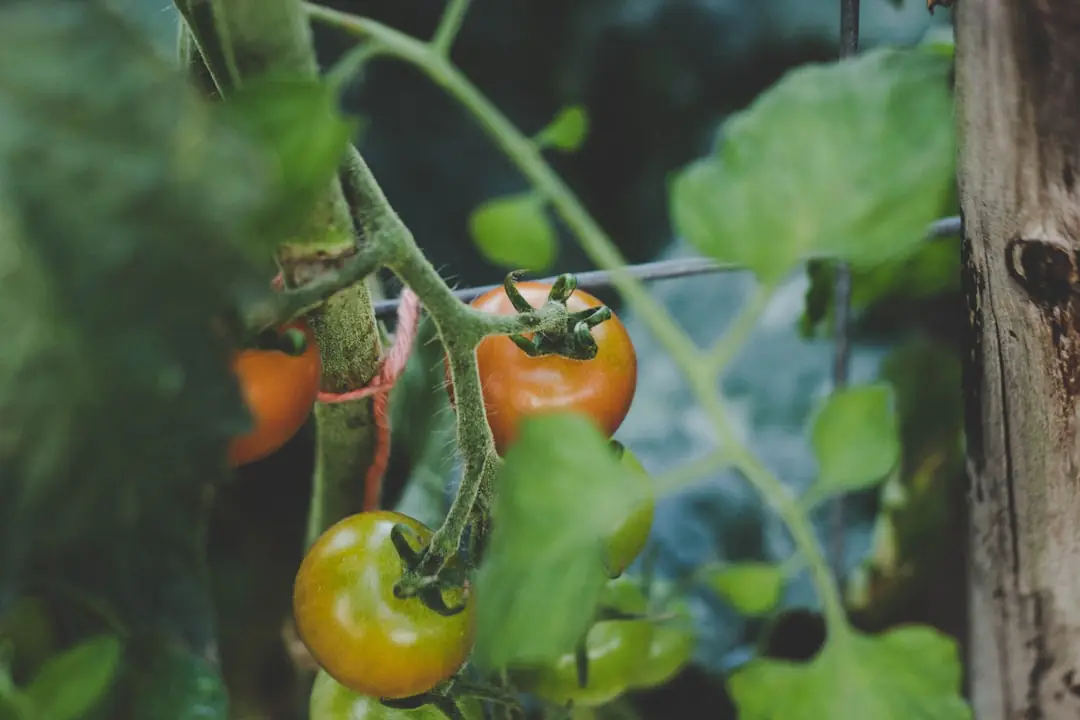 Plant de tomate en pot au feuillage jauni, paillage au pied et jardinier vérifiant l’humidité du terreau.