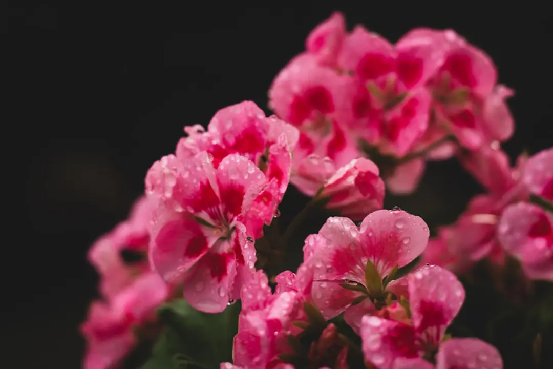 Géranium pélargonium en pot de terre cuite, taillé et couvert de fleurs rouges sur un balcon ensoleillé