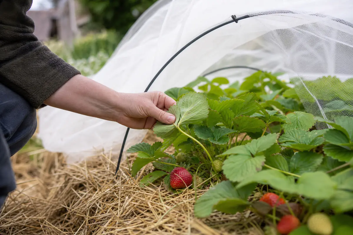 Fraisiers paillés sous un filet fin, avec feuilles inspectées à la main dans un potager familial