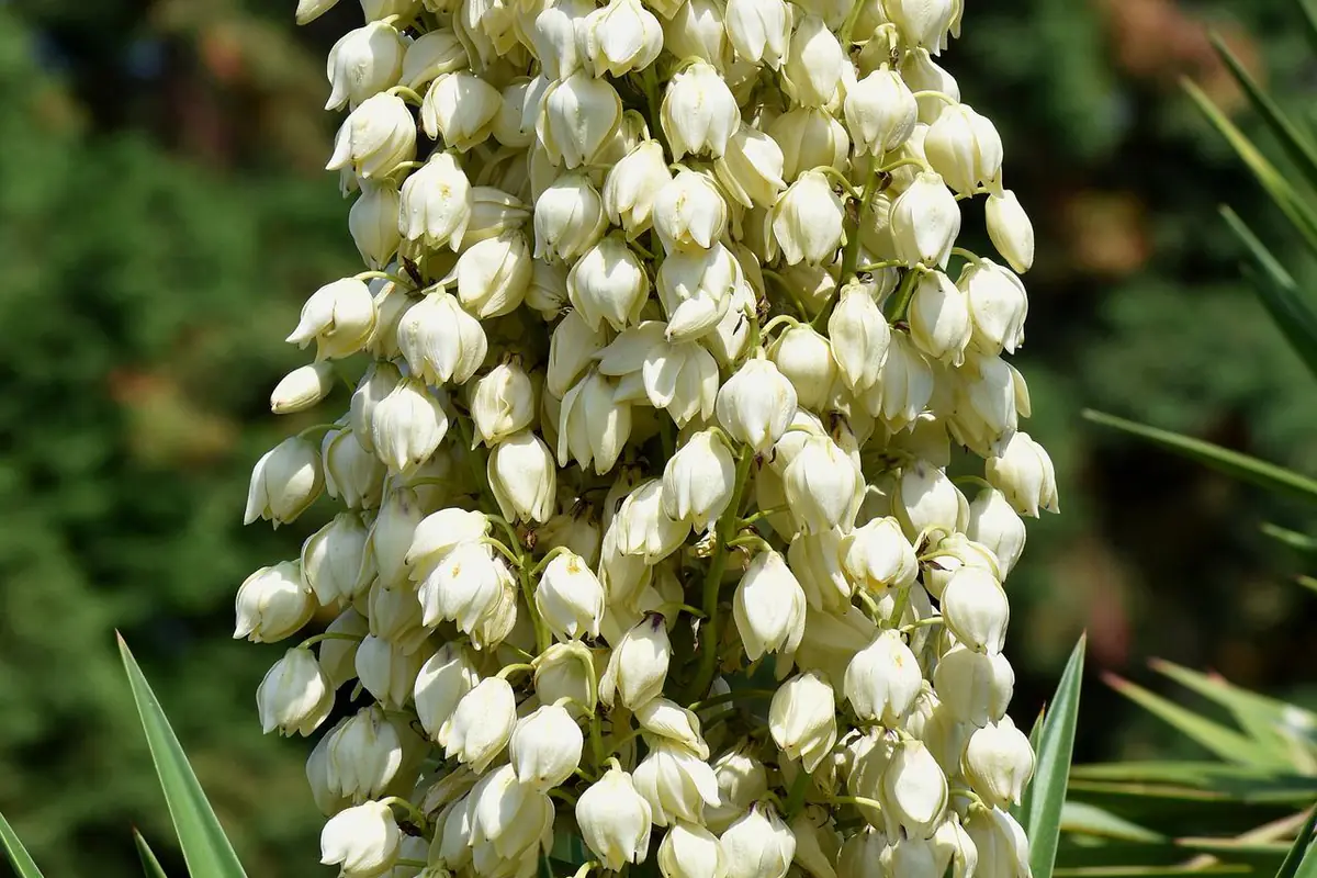 Yucca glorieux en fleurs dans un massif minéral ensoleillé, entouré de graviers et de vivaces sobres