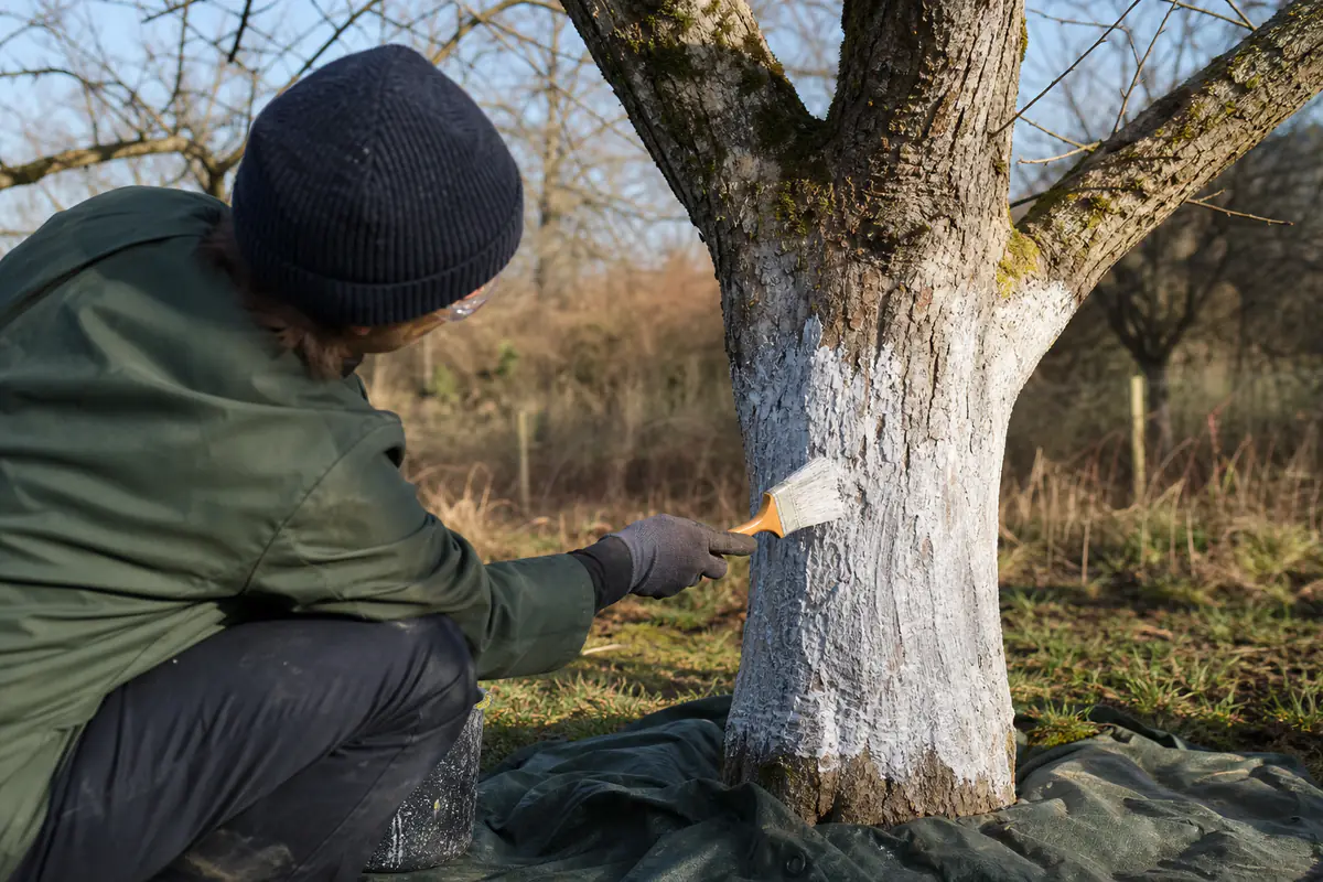 Jardinier appliquant un badigeon blanc de chaux sur le tronc d’un pommier adulte dans un verger en hiver