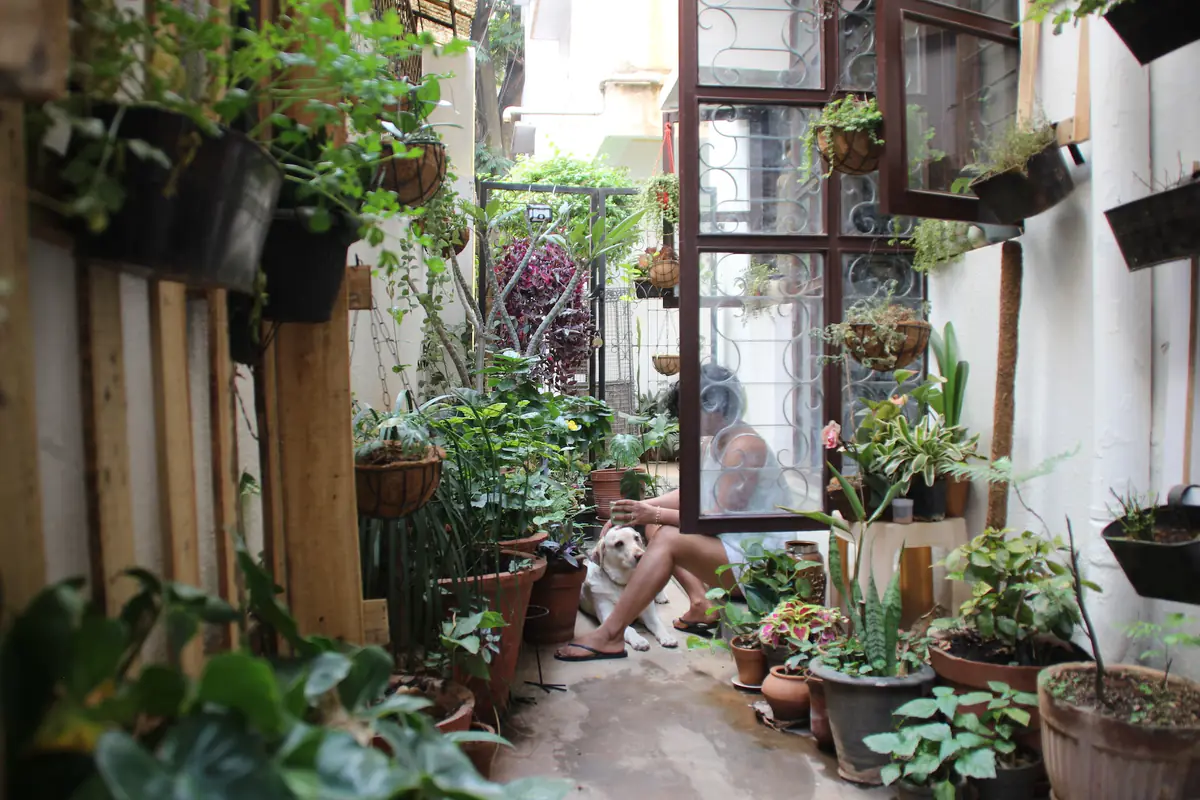 Petit jardin de ville français structuré par une terrasse en bois, des grimpantes et des plantations légères