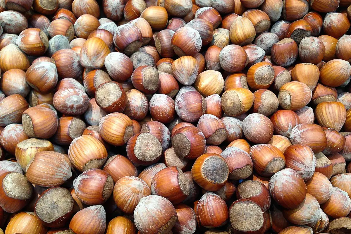 Noisetier du Japon portant des noisettes entourées de longues collerettes tubulaires dans un jardin français