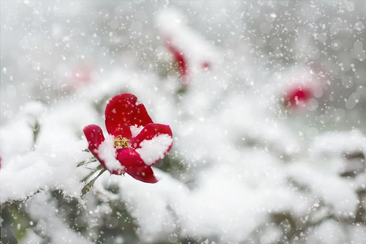 Massif d’hiver français avec hellébores, perce-neige, bruyères roses et feuillage persistant givré