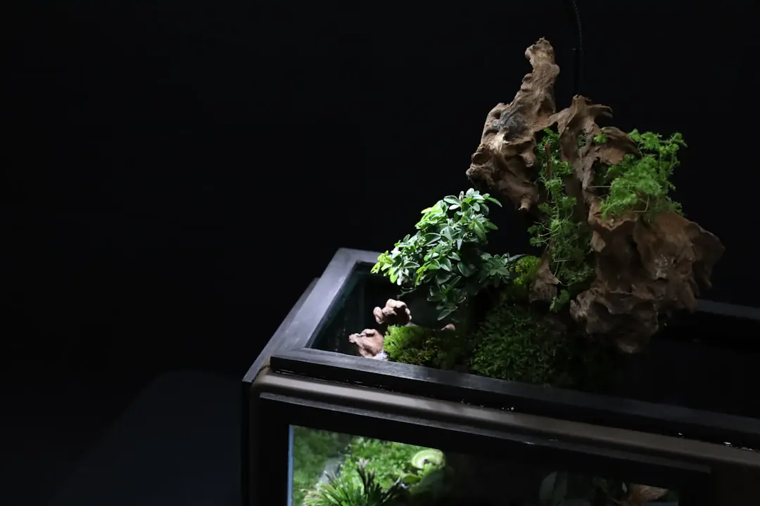 Terrarium en verre ouvert et terrarium fermé plantés de mousses, fittonias et succulentes sur une étagère lumineuse