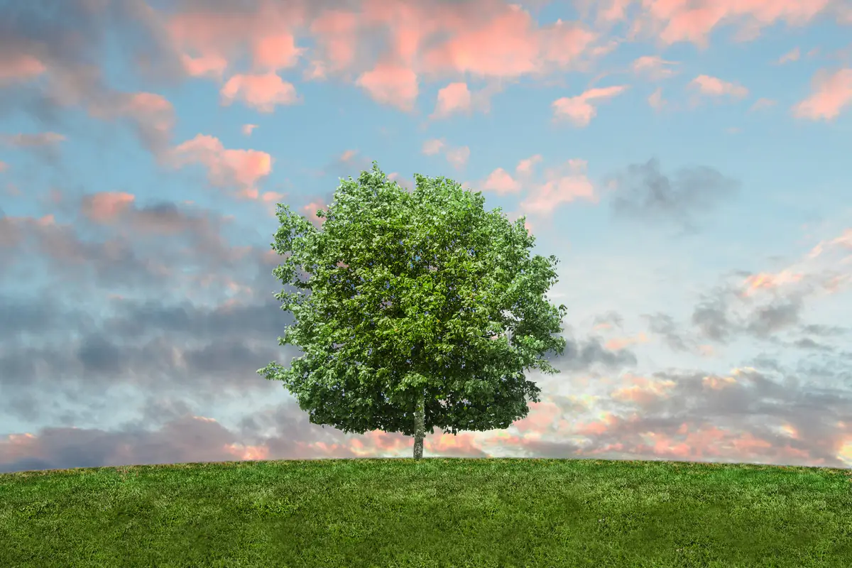 Jardinier au sol réduisant une branche secondaire d’un arbre caduc avec une scie d’élagage en fin d’hiver.