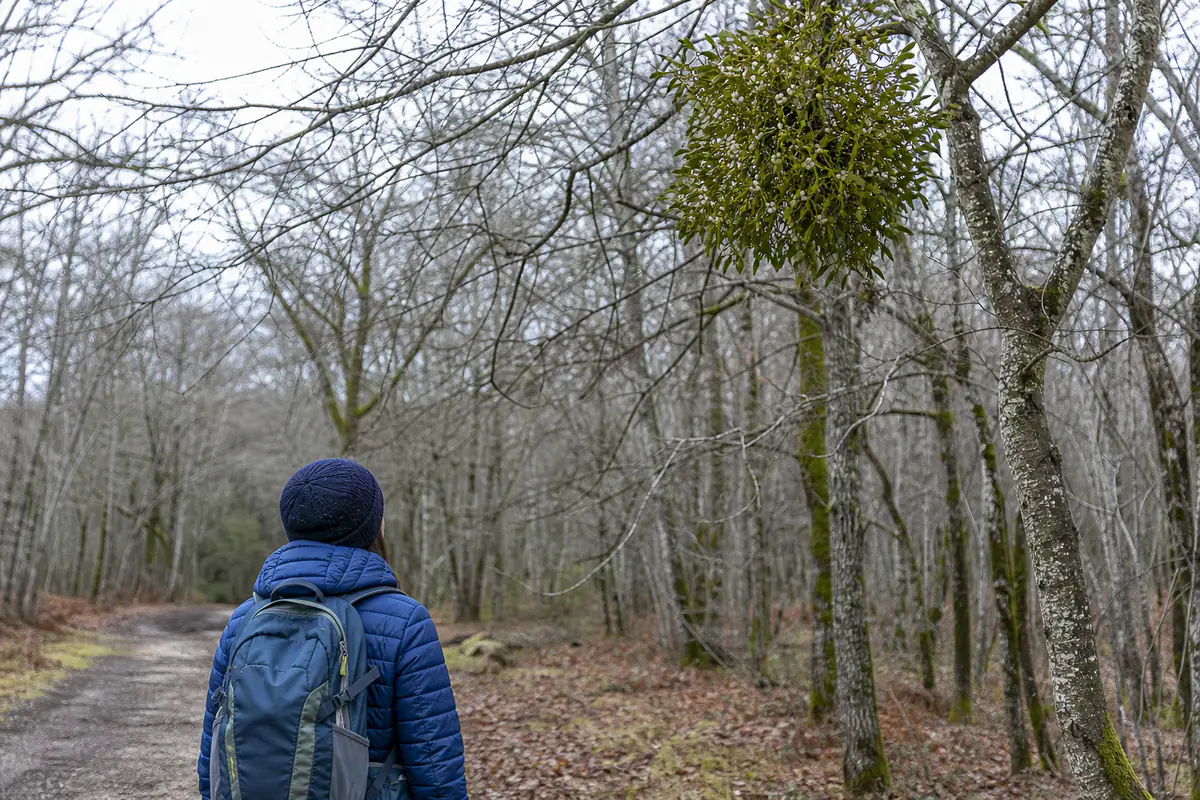 Touffe de gui aux baies blanches dans un arbre hivernal, observée depuis un sentier forestier français
